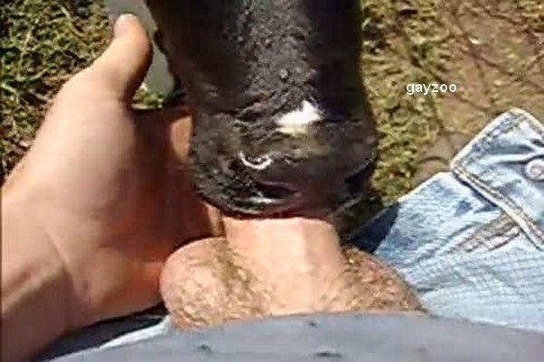 best of Cow bestiality penis picss suck