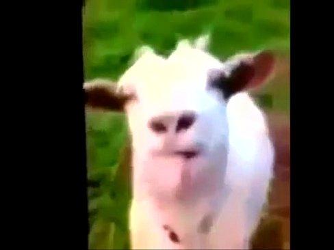 Coo C. reccomend goat maid