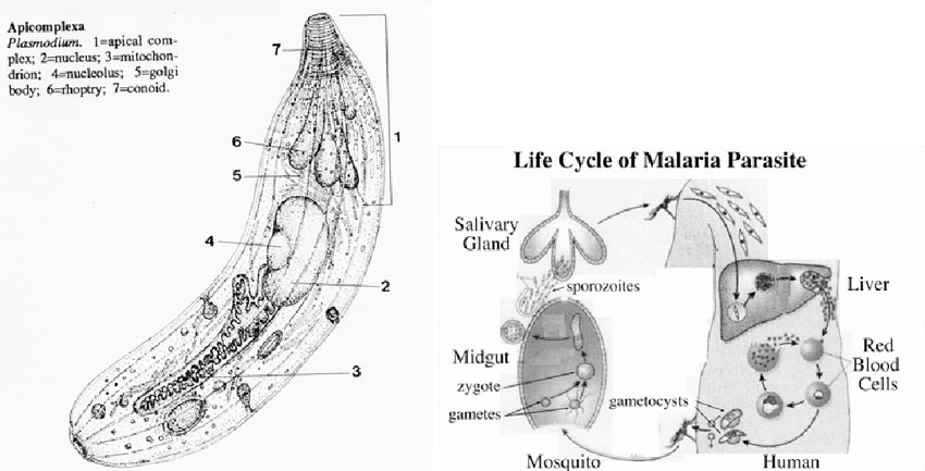 Malaria and sperm damage