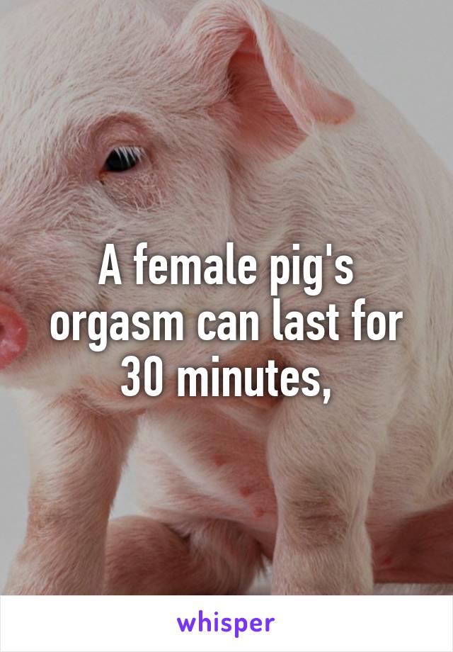 Undertaker reccomend A pigs orgasm