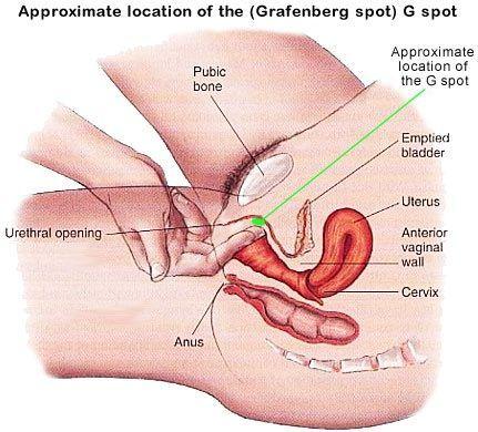 Female orgasim clitoris