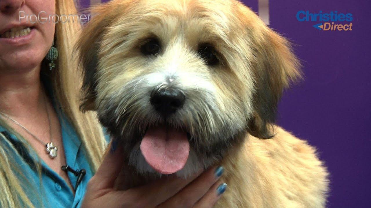 Pixy reccomend Tibetan terrier shaved