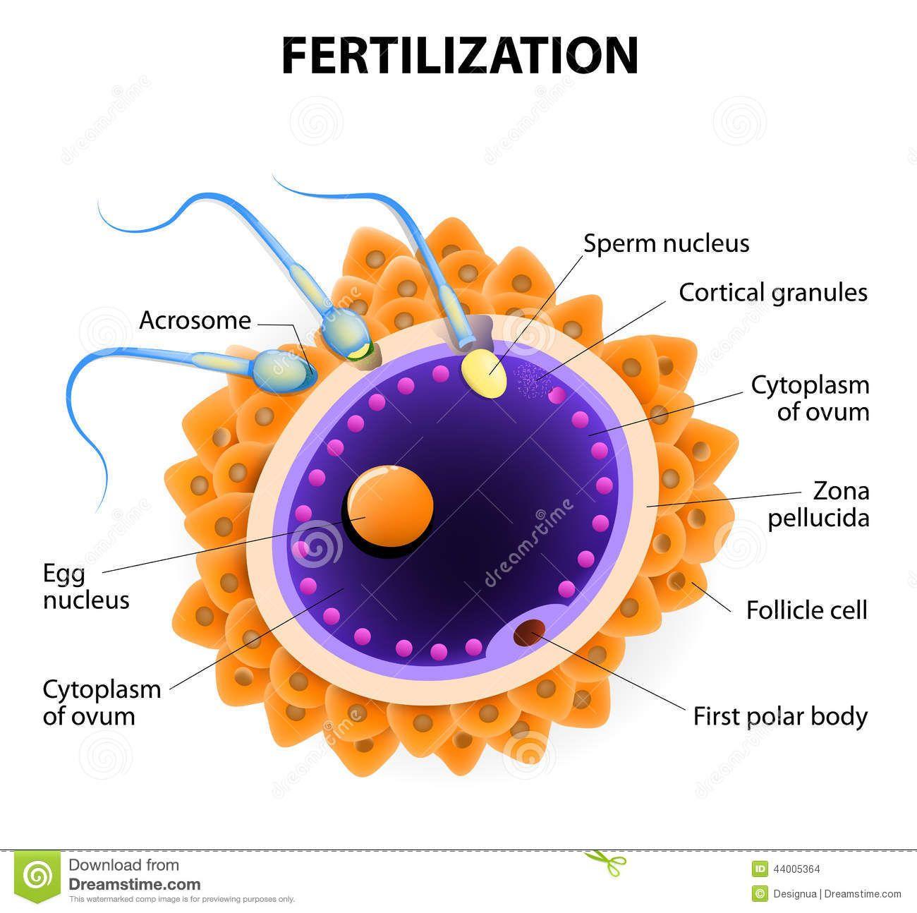 Pipes reccomend Fertilization pictures of egg sperm