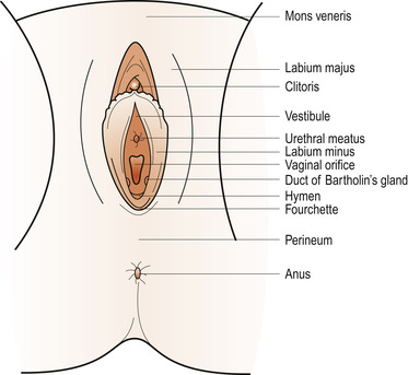 Fourchette of vagina