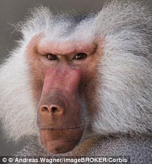 HTML reccomend Monkey facial hair