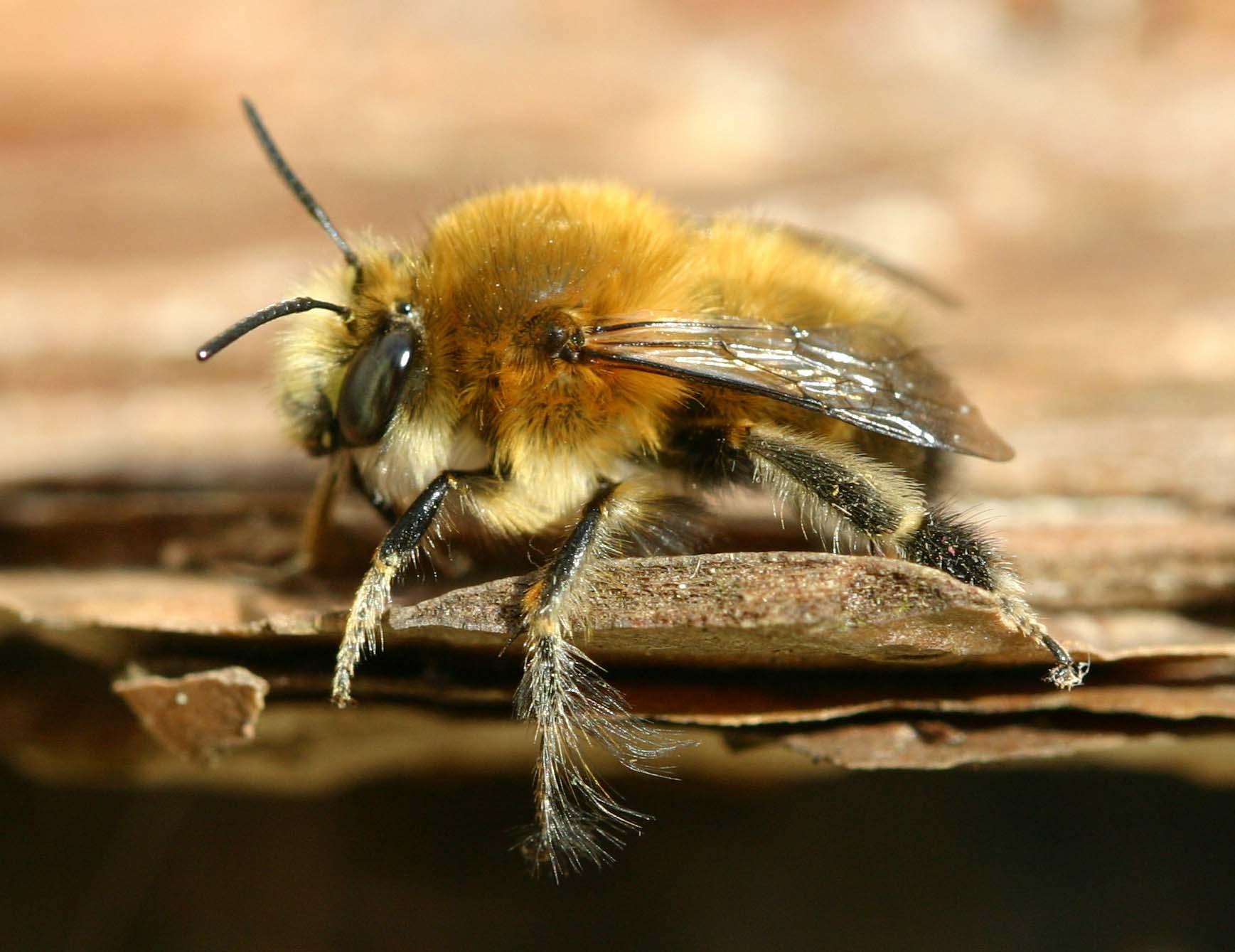 Golden hairy large bee  picture image