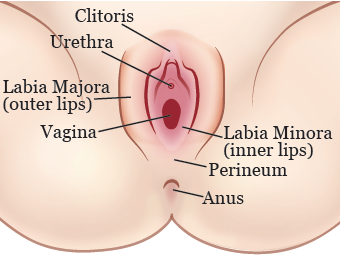 Painful bump near clitoris