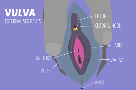 Female vulva in aroused state