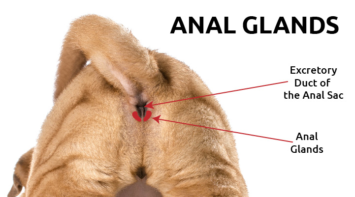 best of Glands anal Glogged pet