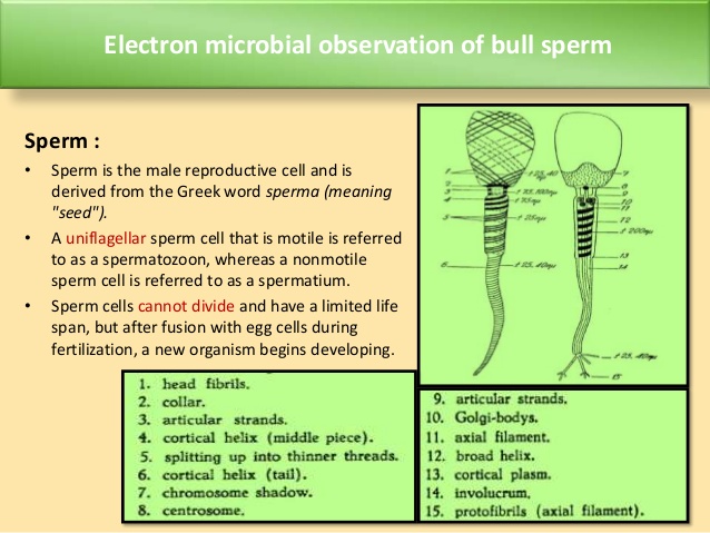 best of Of sperm Preservation