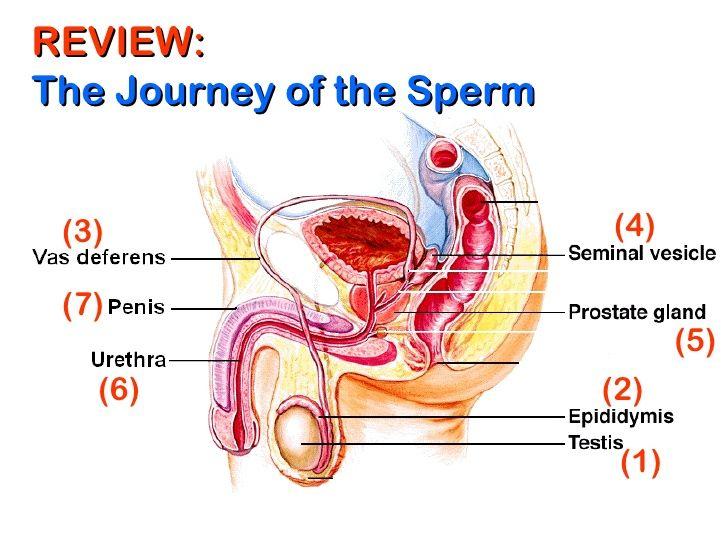 Life journey of a sperm cell
