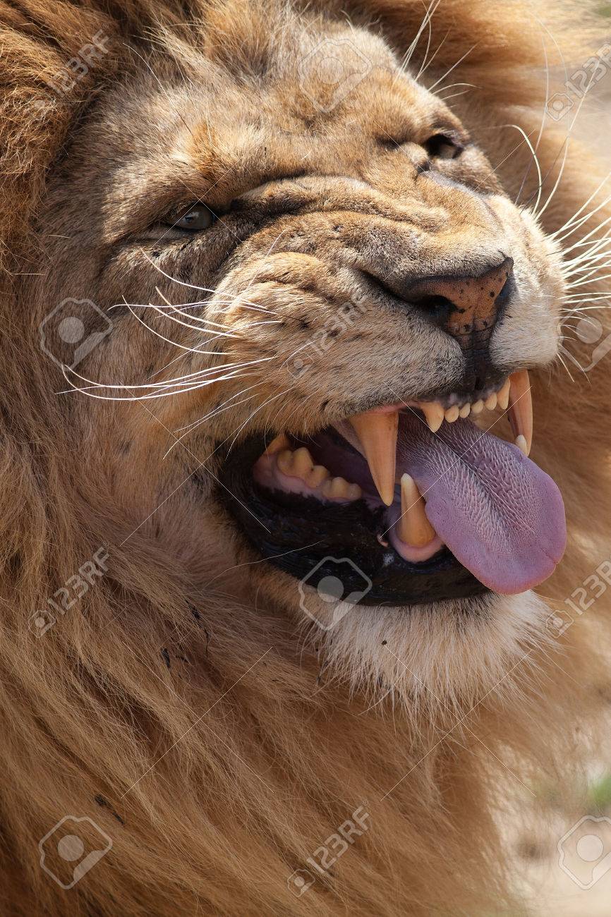 Facial lion expressions