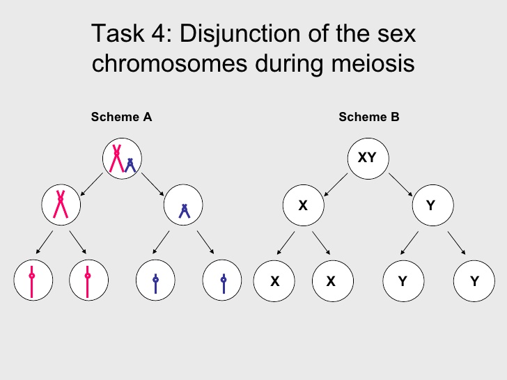 best of Chromosomes Meiosis sex