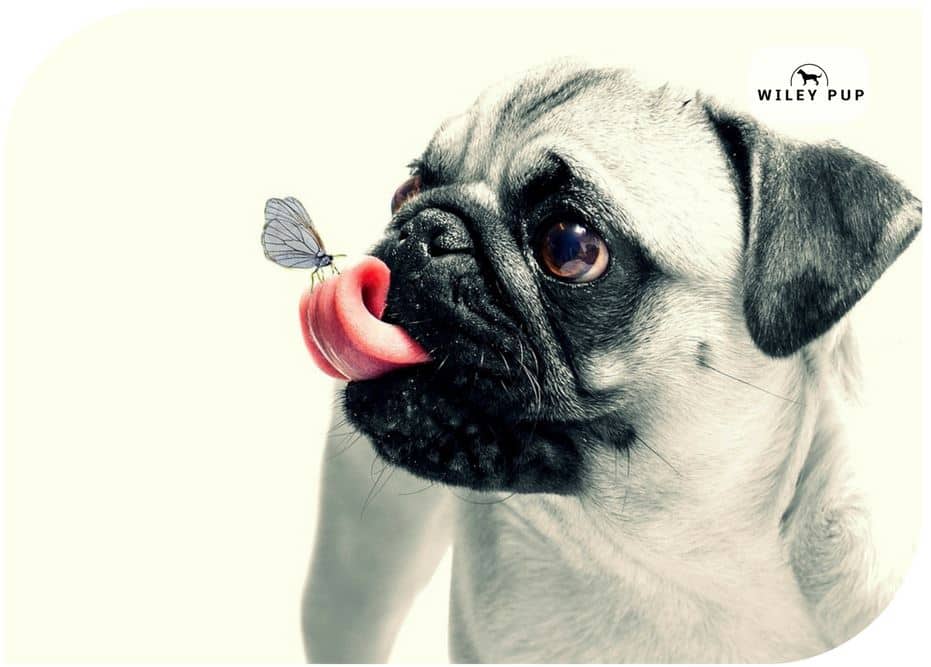 best of Do lick Why so Pictures 2018 much Naked pugs