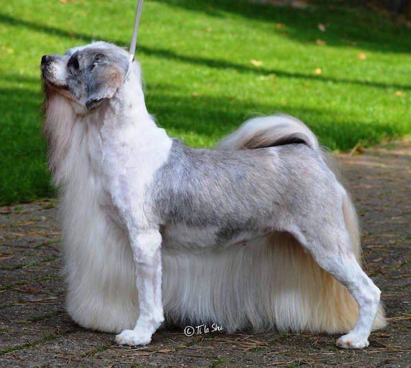 Rooster reccomend Tibetan terrier shaved