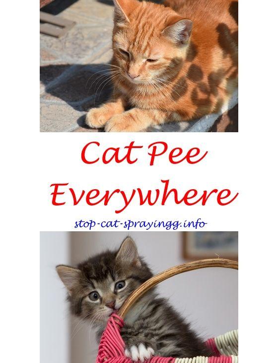 best of Everywhere cat peeing Spayed female