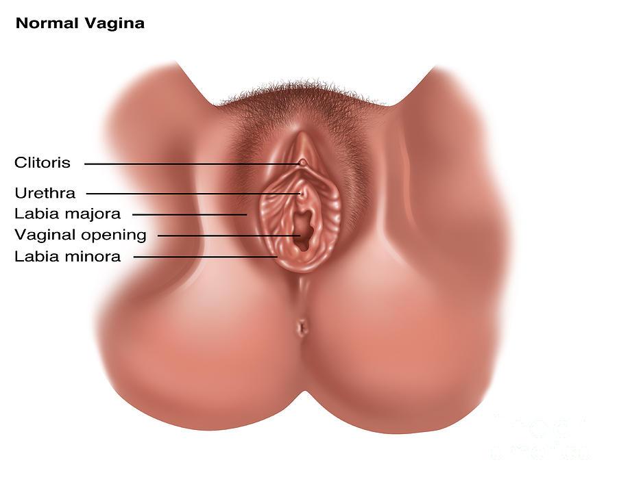 Clitoris labia photo vulva