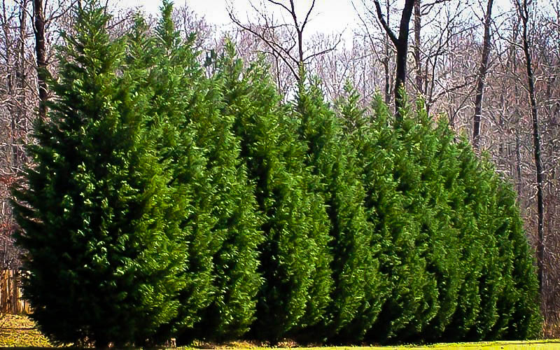 Airmail reccomend Mature evergreens for sale