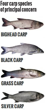 best of Carp infestation Asian