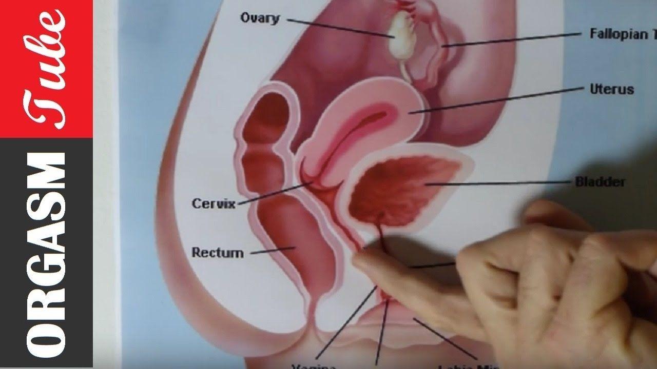 Flea F. reccomend The anatomy of the squirting orgasm