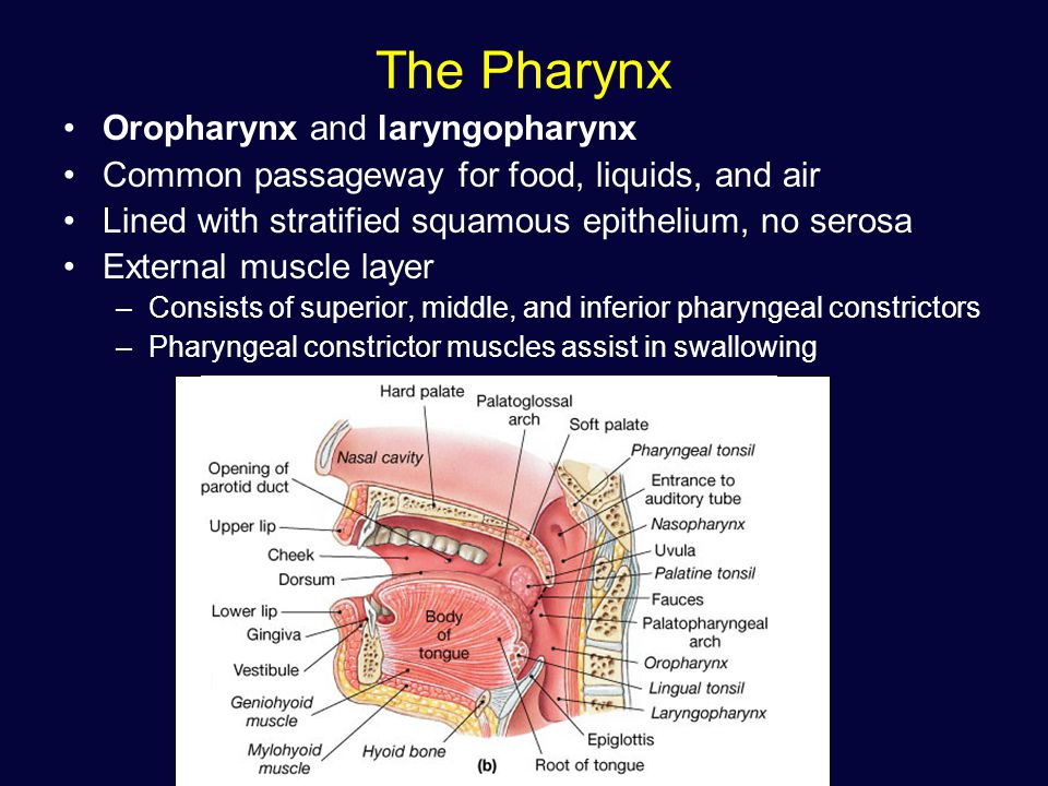 Biscuit reccomend Seven passageways that penetrate the pharynx