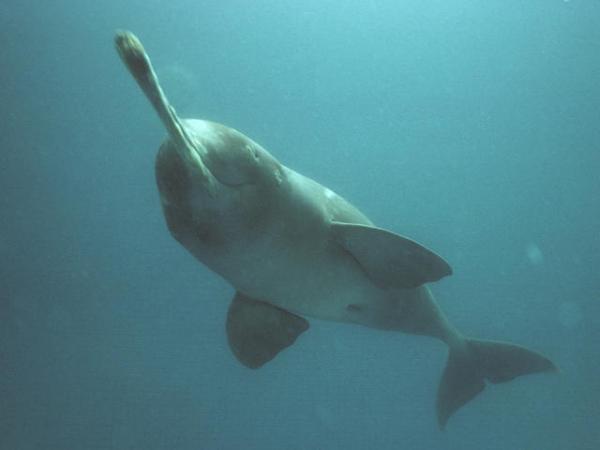 Tailgate reccomend Asian river dolphin