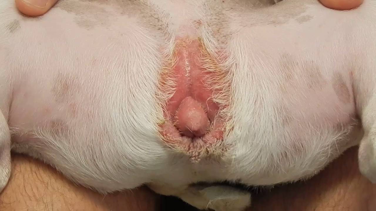 Pictures of dermatitis of the vulva