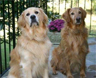 Adult female golden retreivers for sale