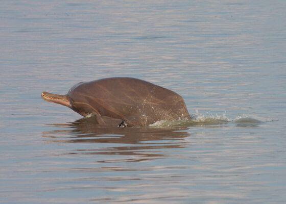 best of River dolphin Asian