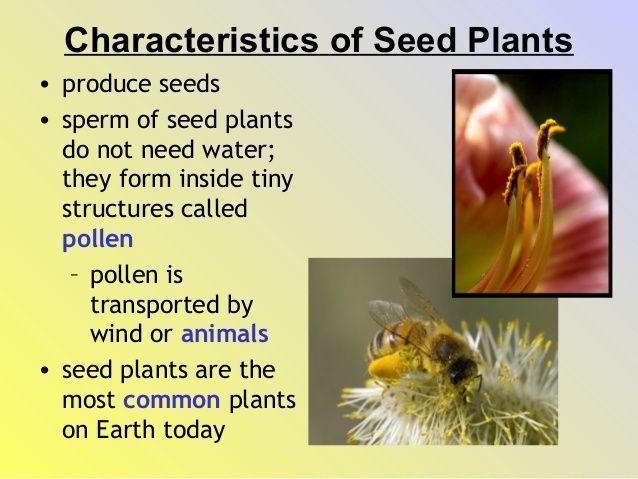 Sperm cells seed plants