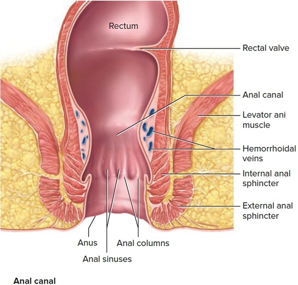 Stretching the anal cavity