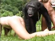TigerвЂ™s E. reccomend Chimpanzees fuck girls