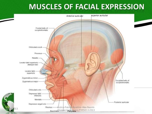 Chanel reccomend Facial muscle innervation
