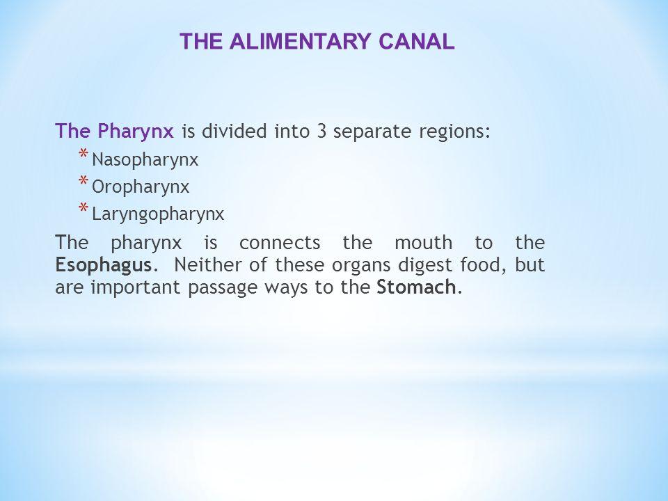 Seven passageways that penetrate the pharynx