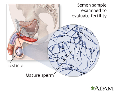 Part ejecting sperm in human males