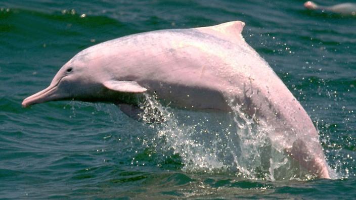 Asian river dolphin