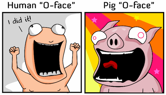 A pigs orgasm