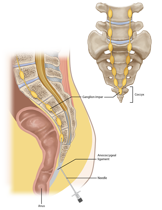 Anatomy tailbone anus