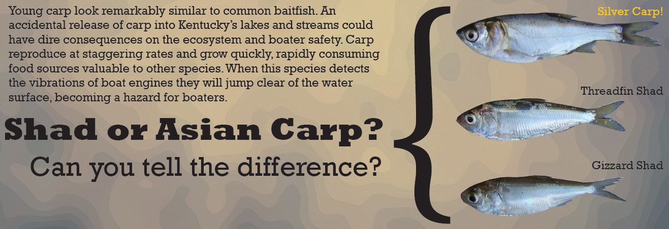 Bad M. F. reccomend Asian carp 1970s
