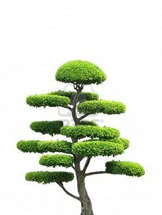 Asian ornamental trees