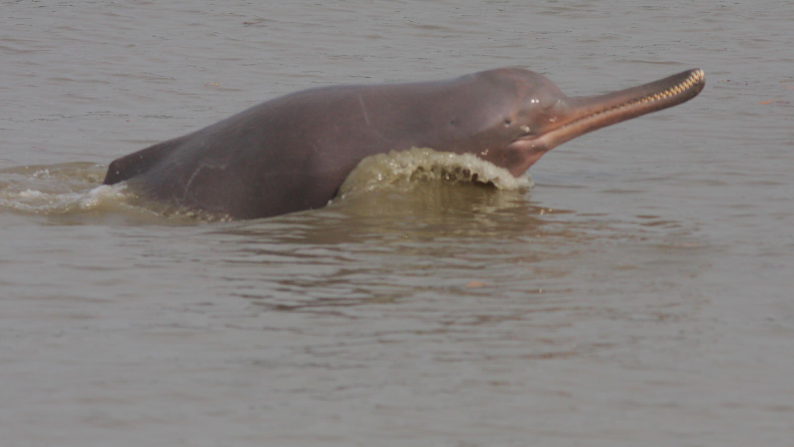 Airmail reccomend Asian river dolphin