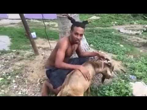 Man fuck goat
