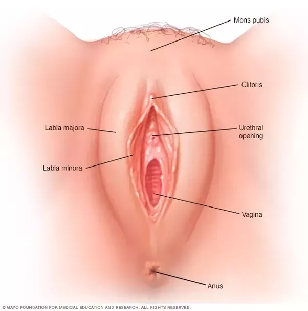 Clitoris virgina pictures