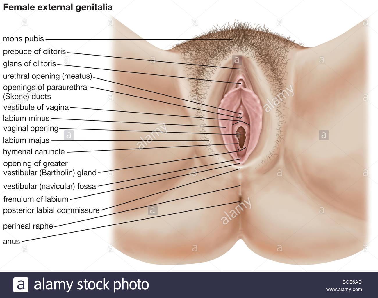Human female anus