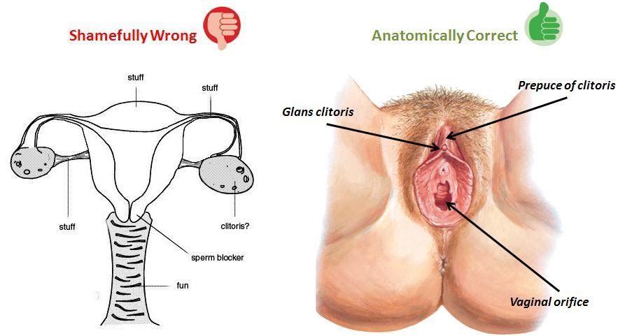 Platinum reccomend Female orgasim clitoris