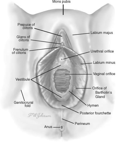 Fourchette of vagina