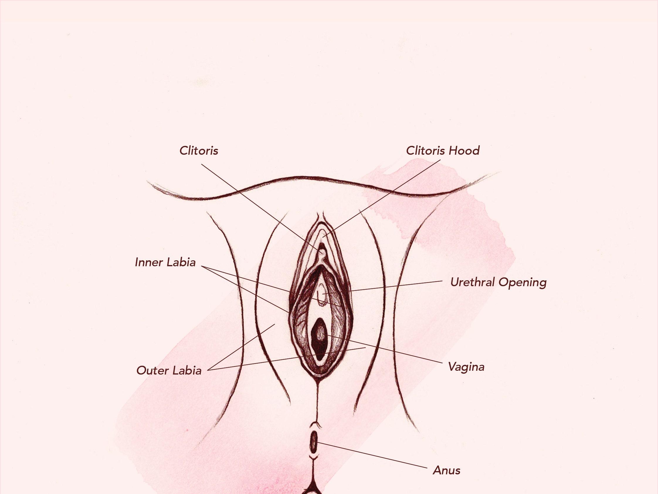 Tokyo reccomend From clitoris to vagina