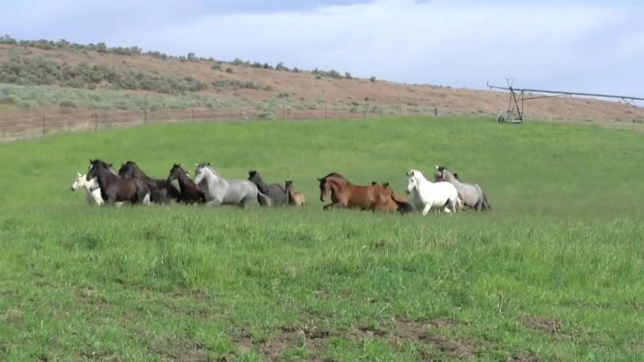Jack ass ranch