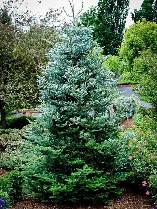 Mature evergreens for sale