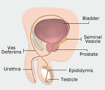 Mucous from rectum after masturbation